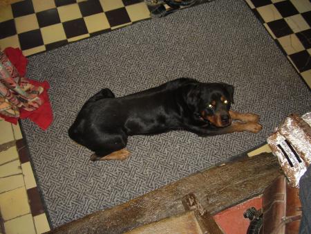 Mon chien Oury