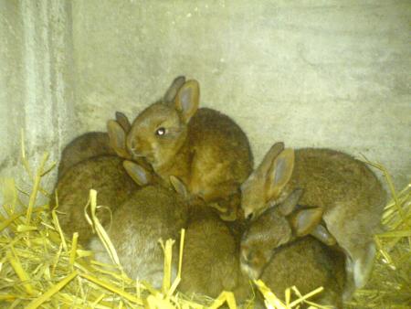 Mes lapins