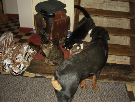 Mon chien Oury et mes chats